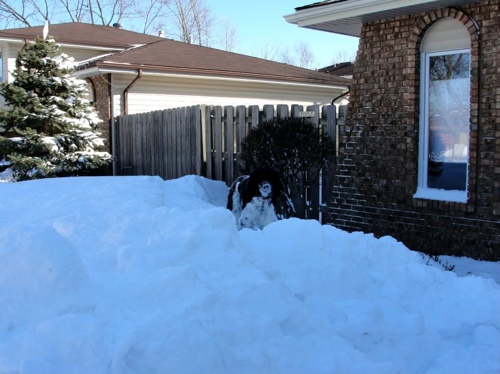 DSC008341.jpg