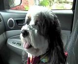  video KATYA-ROCKININTHEDOGGIELIMO.mp4