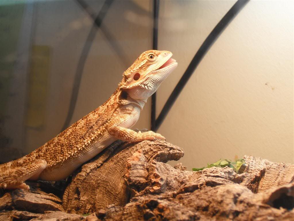 Vomit? • Bearded Dragon . org