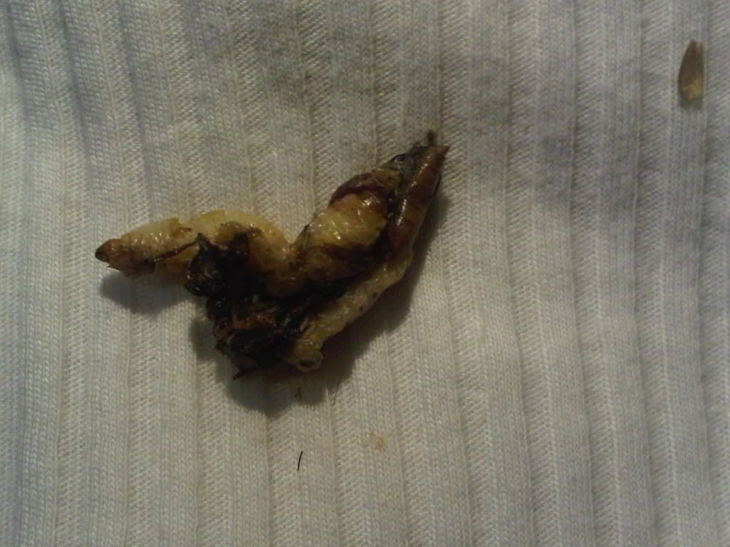 Vomit? • Bearded Dragon . org