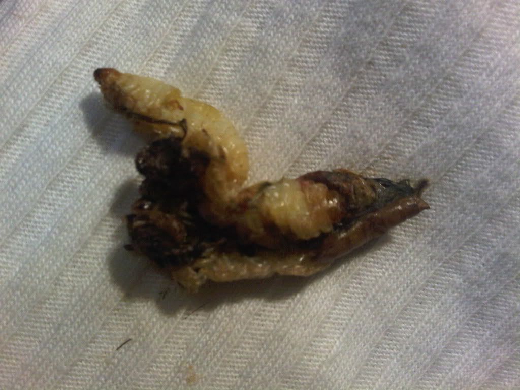 Vomit? • Bearded Dragon . org