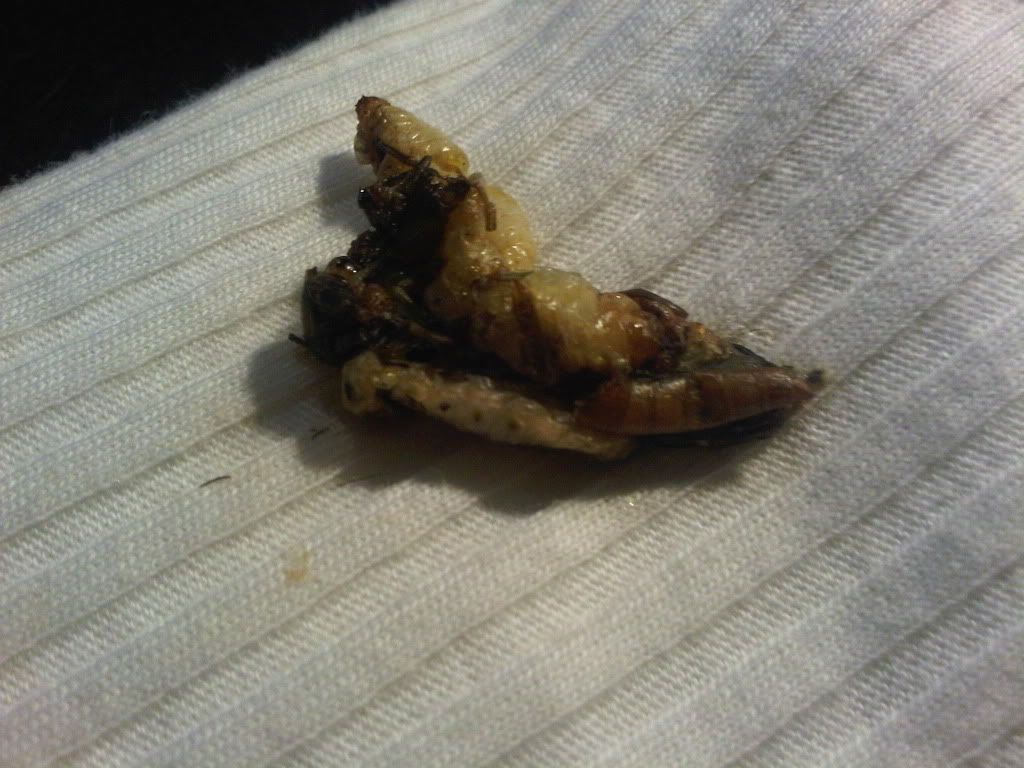 Vomit? • Bearded Dragon . org