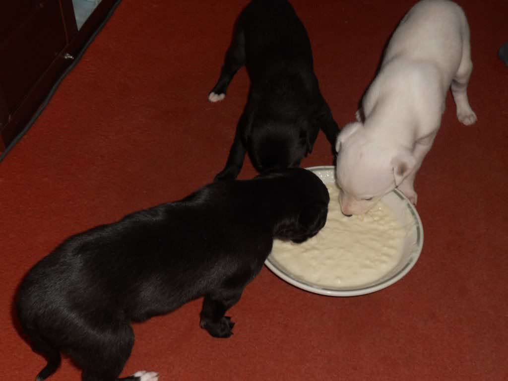 feeding1-1.jpg