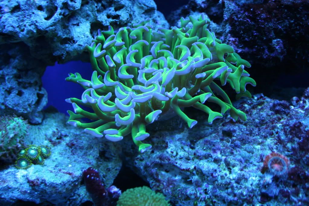 IMG 8214 - Happy Coral Photo Contest - sponsored by Happy Coral :-)