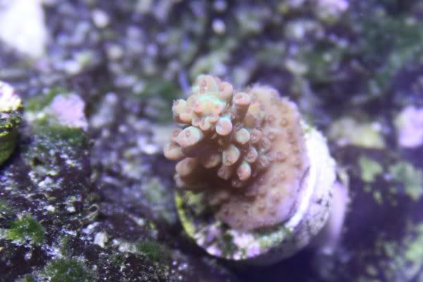 Img 0620 - DIY Contest - sponsored by Unique Corals