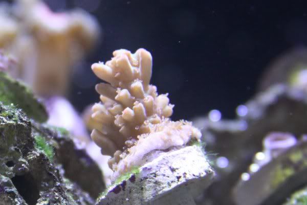 Img 0621 - DIY Contest - sponsored by Unique Corals