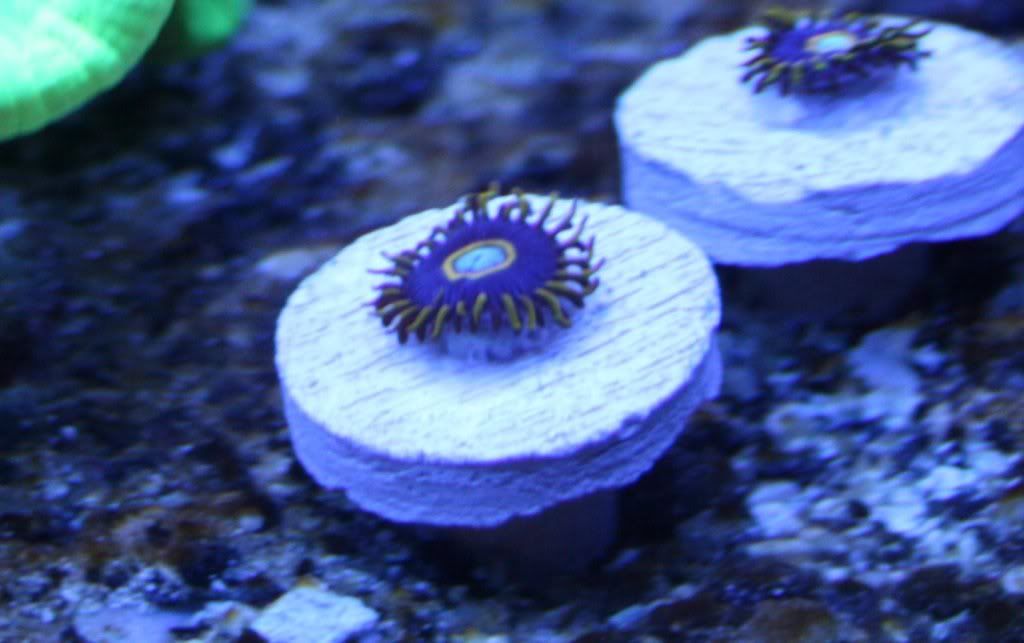 Img 9569 - U-Pick Giveaway - sponsored by Zoa Collector