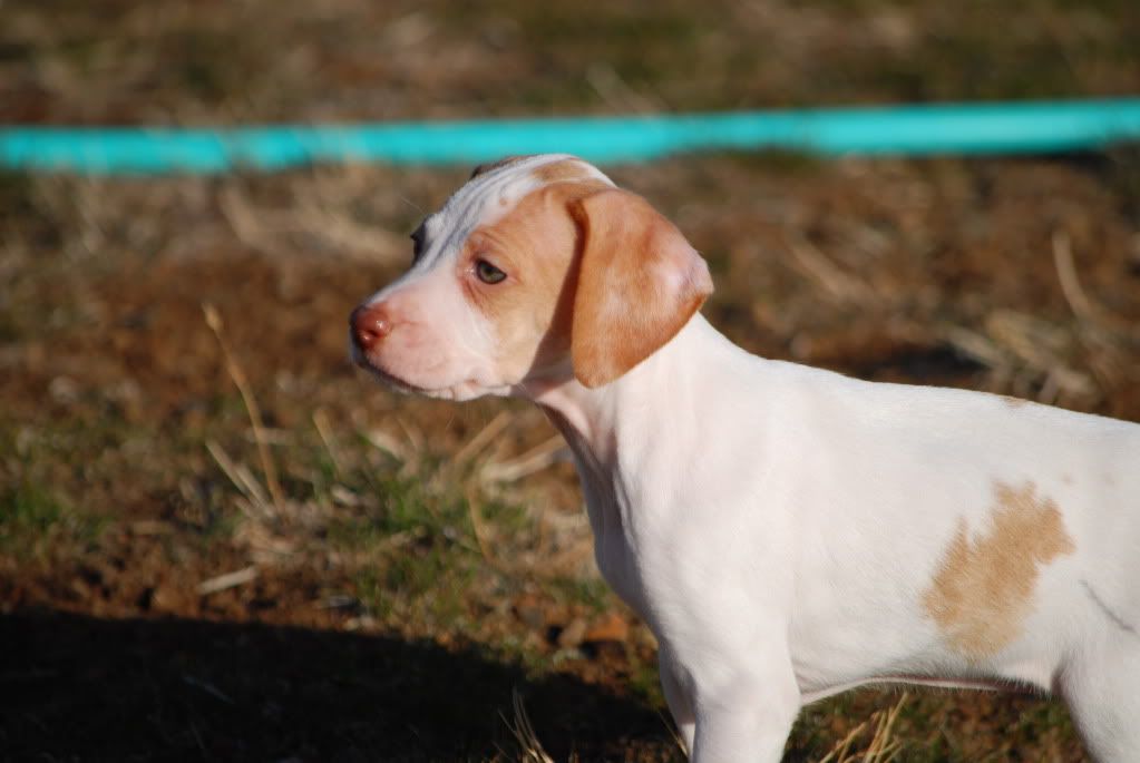 Blackhawk / Snakefoot Line English Pointer Lemon Female English