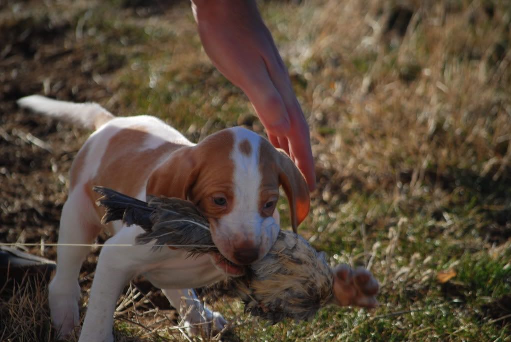 Blackhawk / Snakefoot Line Orange English Pointer Male Pup English