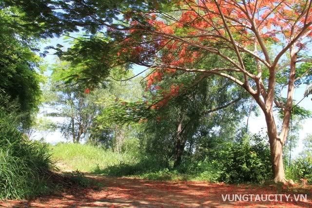 Mùa hè Vũng Tàu, Du lịch vùng miền, Du lịch, du lich le phat dan, chua, dia danh dep, du lich, du lich the gioi, canh dep, phong canh dep, anh thien nhien, anh phong canh, wallpaper, hinh anh dep, bao, tin tuc, hinh dep