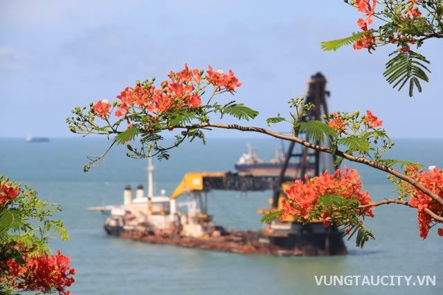 Mùa hè Vũng Tàu, Du lịch vùng miền, Du lịch, du lich le phat dan, chua, dia danh dep, du lich, du lich the gioi, canh dep, phong canh dep, anh thien nhien, anh phong canh, wallpaper, hinh anh dep, bao, tin tuc, hinh dep