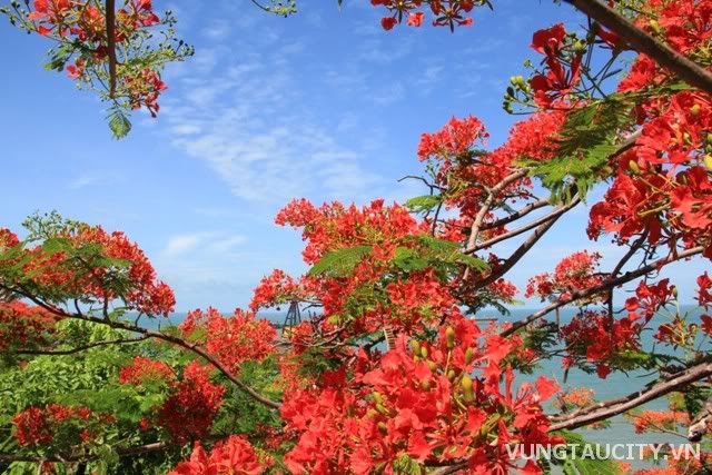 Mùa hè Vũng Tàu, Du lịch vùng miền, Du lịch, du lich le phat dan, chua, dia danh dep, du lich, du lich the gioi, canh dep, phong canh dep, anh thien nhien, anh phong canh, wallpaper, hinh anh dep, bao, tin tuc, hinh dep