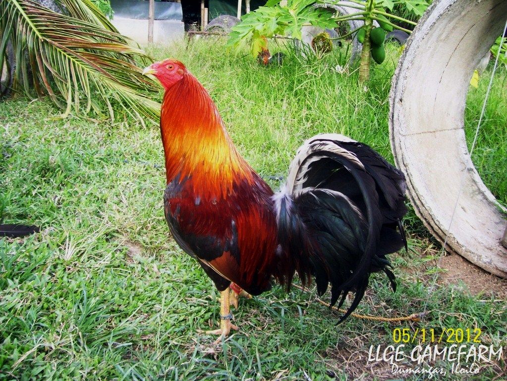 Pinnon Hatch http://www.pic2fly.com/Pinnon-Game-Fowl.html