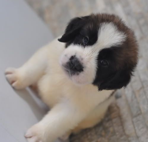 http://i1218.photobucket.com/albums/dd419/westco1111/saint%20pups/_DSC1250_2.jpg