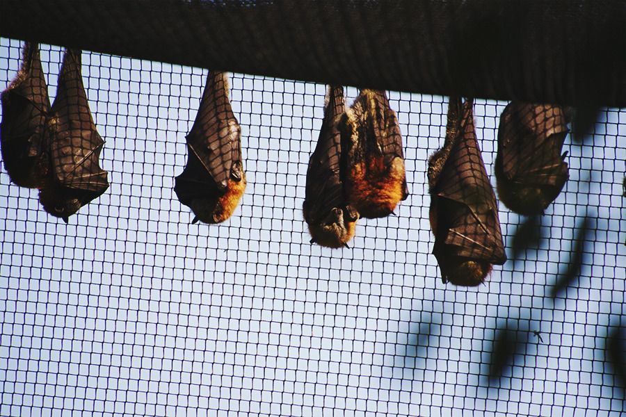 Bats at Healesville Sanctuary, Yarra Valley, around Melbourne