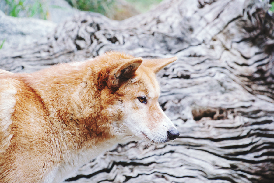 Dingo at Healesville Sanctuary, Yarra Valley, around Melbourne