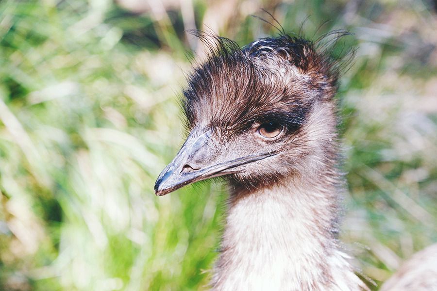 Emu at Healesville Sanctuary, Yarra Valley, around Melbourne