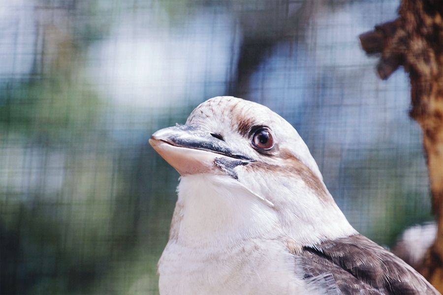 Kookaburra at Healesville Sanctuary, Yarra Valley, around Melbourne