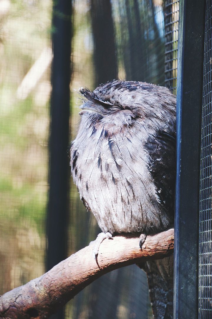 Owl at Healesville Sanctuary, Yarra Valley, around Melbourne