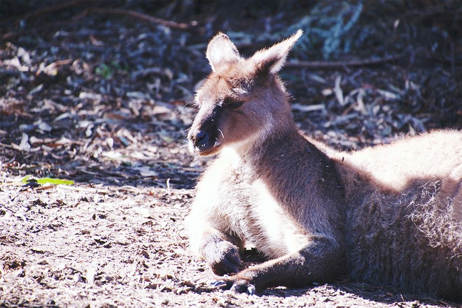 Kangaroo at Healesville Sanctuary, Yarra Valley, around Melbourne