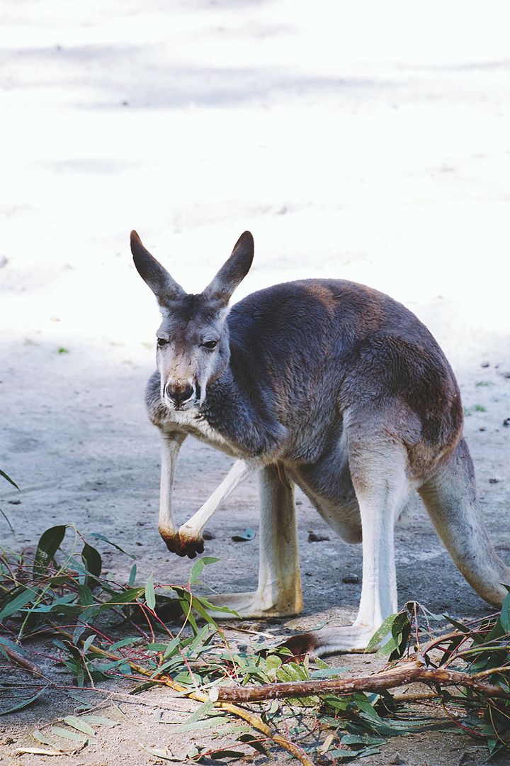 Kangaroo at Healesville Sanctuary, Yarra Valley, around Melbourne
