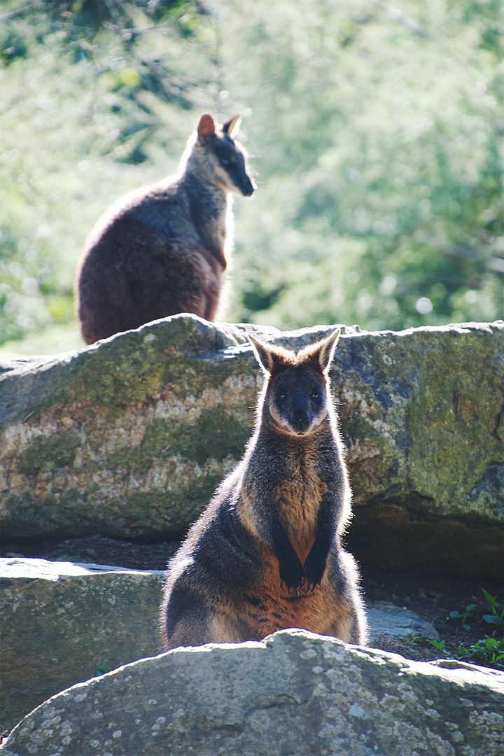Wallabies at Healesville Sanctuary, Yarra Valley, around Melbourne