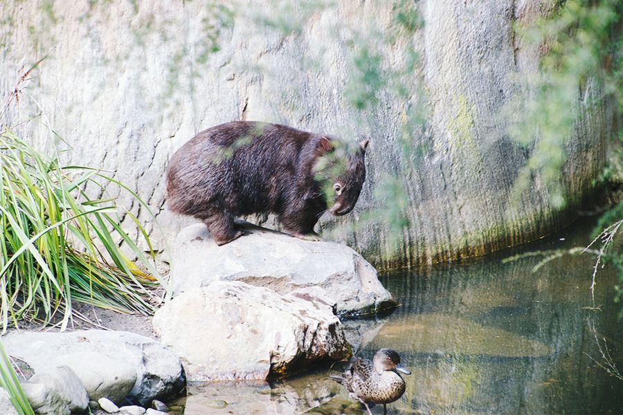 Wombat at Healesville Sanctuary, Yarra Valley, around Melbourne