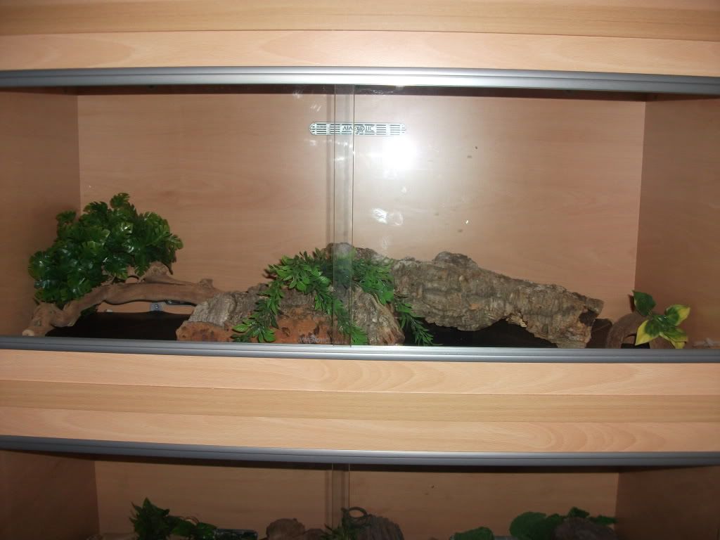 Show off your Leos Reptile Forums