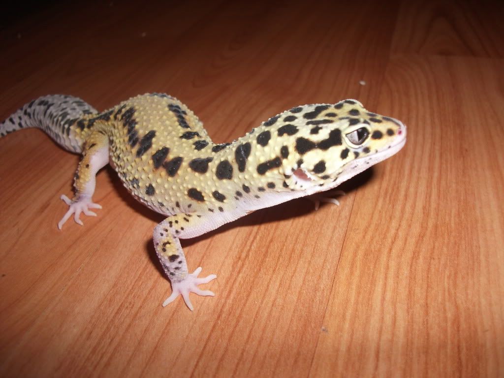 Show off your Leos Reptile Forums