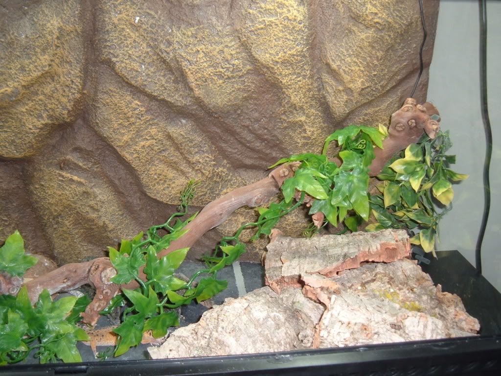 Leopard gecko housing Reptile Forums