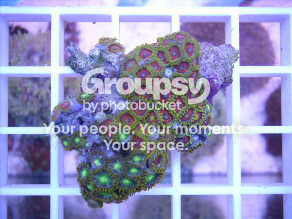 [TodoMarino.com] Compra el Zoanthus que te guste!!!!