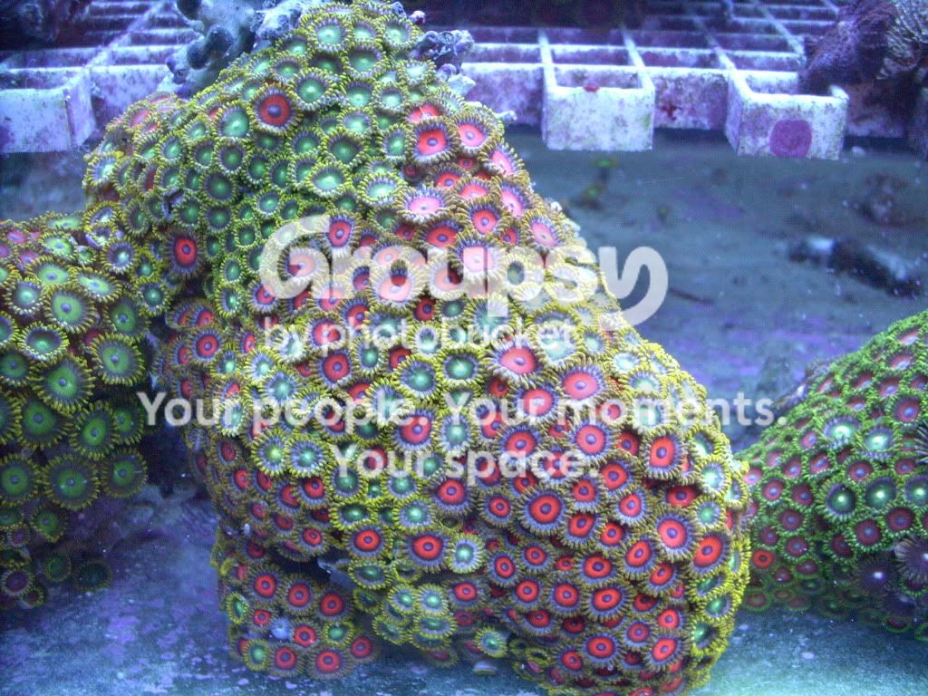 [TodoMarino.com] Compra el Zoanthus que te guste!!!!