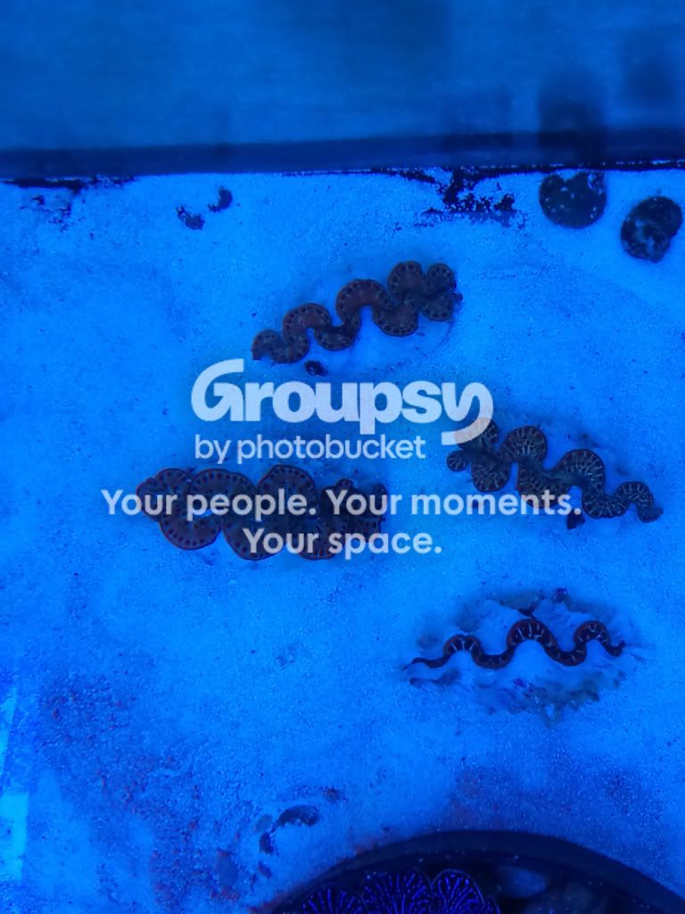 [TodoMarino.com] Tridacnas