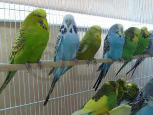 Healthy Budgie and Sick Budgie Poo | Budgerigars Forum